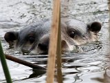 otter3 : jan