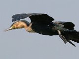 vroegoggend10 : frieda