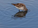 wader4
