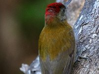 olyfspeg2  Gryskopspeg - Olive Woodpecker