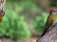 olyfspegte  Gryskopspeg - Olive Woodpecker